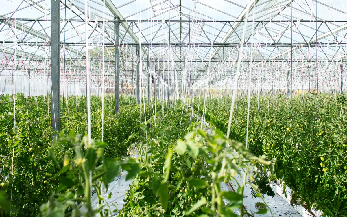 Greenhouse gas emissions